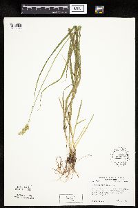 Carex projecta image