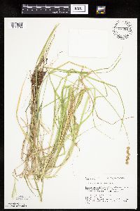 Carex projecta image