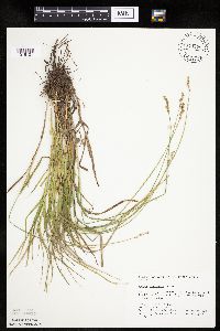 Carex projecta image