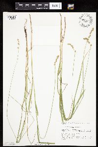 Carex projecta image