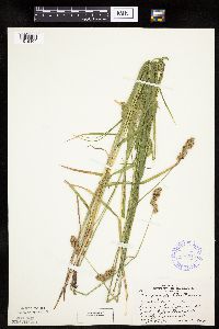 Carex projecta image