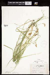 Carex projecta image