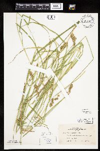 Carex projecta image