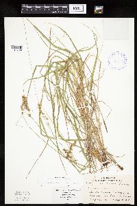 Carex projecta image