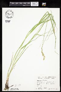 Carex projecta image