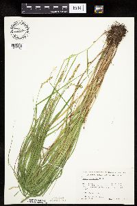 Carex projecta image