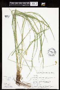 Carex projecta image