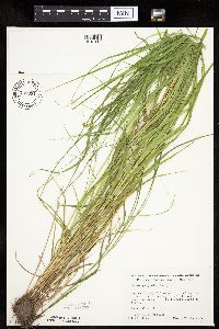 Carex projecta image