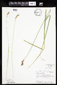 Carex projecta image