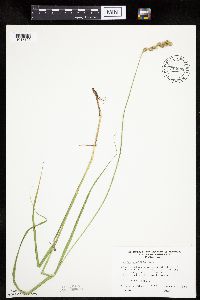 Carex projecta image