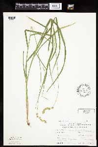 Carex projecta image