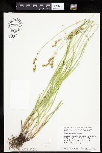 Carex projecta image