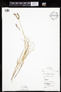 Carex projecta image