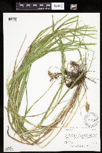 Carex projecta image
