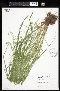 Carex projecta image