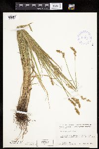 Carex projecta image