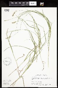 Carex projecta image