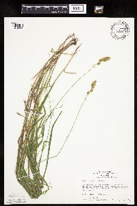 Carex projecta image