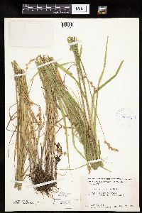 Carex projecta image