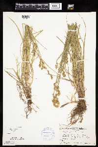 Carex projecta image