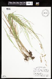 Carex projecta image