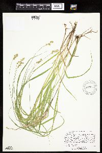 Carex projecta image