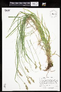 Carex projecta image