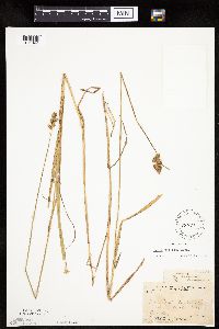 Carex projecta image