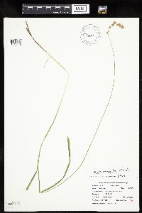 Carex projecta image