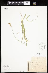 Carex projecta image
