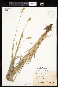 Carex projecta image