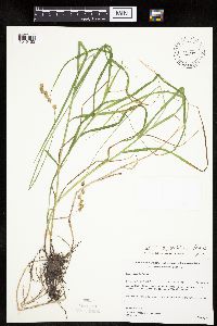 Carex projecta image