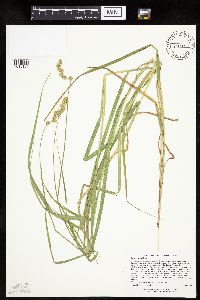 Carex projecta image