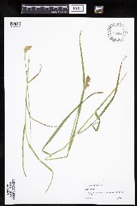 Carex projecta image