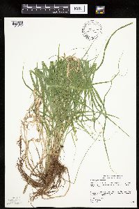 Carex projecta image