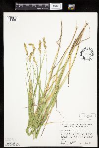 Carex projecta image
