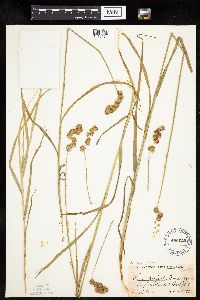 Carex projecta image