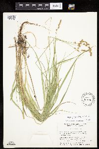Carex projecta image