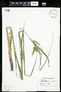 Carex pseudocyperus image