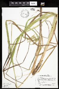 Carex pseudocyperus image