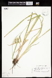 Carex pseudocyperus image