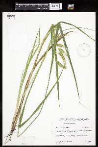 Carex pseudocyperus image