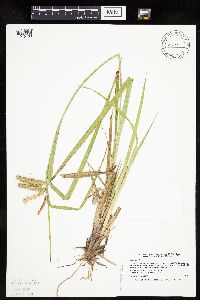 Carex pseudocyperus image