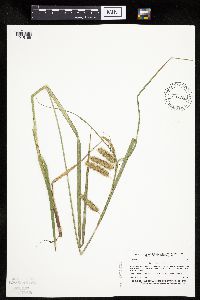 Carex pseudocyperus image