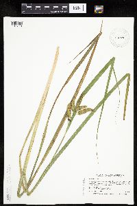 Carex pseudocyperus image