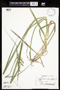 Carex pseudocyperus image