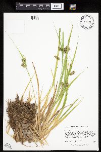 Carex pseudocyperus image