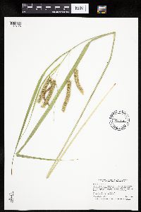 Carex pseudocyperus image