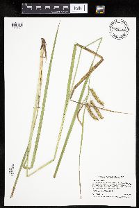Carex pseudocyperus image