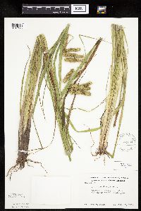 Carex pseudocyperus image